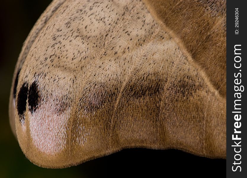 A close-up of a Polyphemus Moth wing (Antheraea polyphemus) in Ithaca, New York.