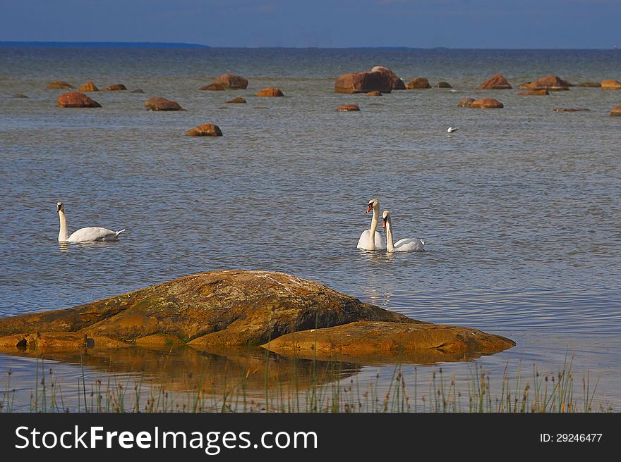 Three beautiful white swans swimming in the Finnish Gulf in the summer evening. Three beautiful white swans swimming in the Finnish Gulf in the summer evening