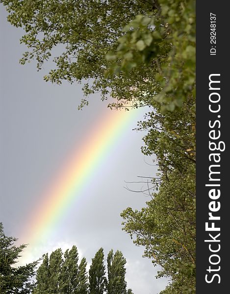 Rainbow between the trees after rain