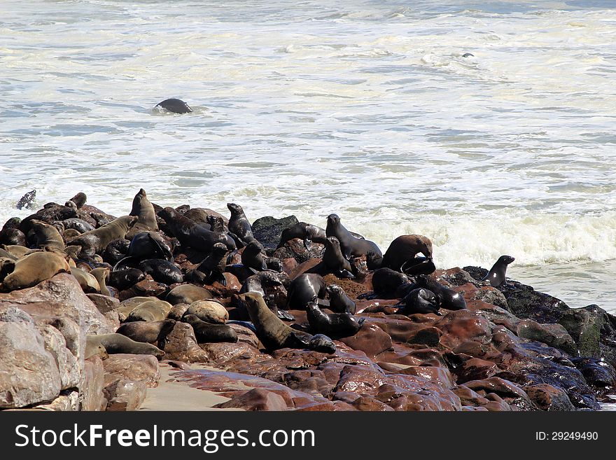 Colony of seals at Cape Cross Reserve, Atlantic Ocean coast in Namibia.