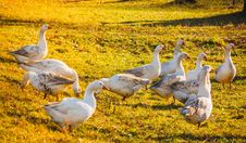Geese On Green Grass Royalty Free Stock Photography Geese On Green Grass Royalty Free Stock Photography