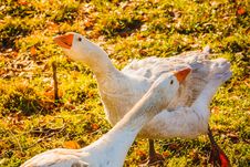 Geese On Green Grass Stock Images Geese On Green Grass Stock Images