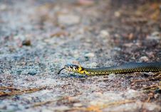 Grass Snake - Natrix Natrix Stock Photo