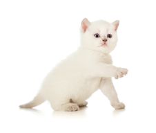 Cat With Paw Stock Image