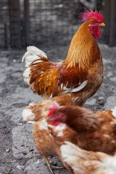Red Rooster And Hens Royalty Free Stock Image Red Rooster And Hens Royalty Free Stock Image