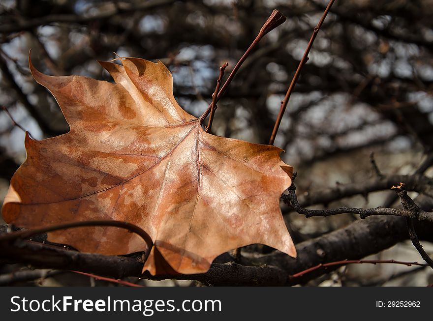 The last autumn leaf before the beginning of winter