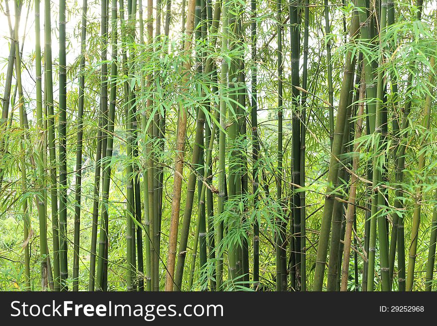 Background of green bamboo trees