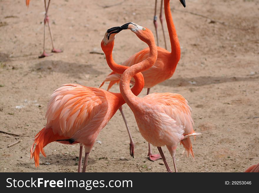 Kissing pink flamingos on the ground