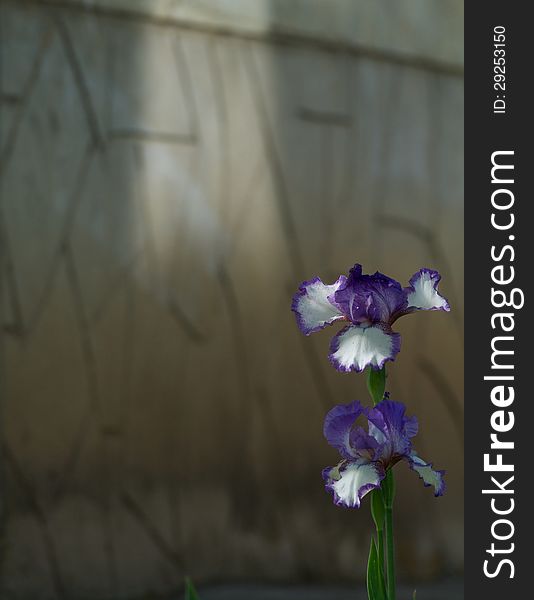 Two Purple and White Iris Blooms on Stone Wall background