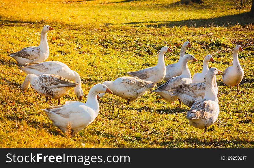 Geese on green grass in sunny day