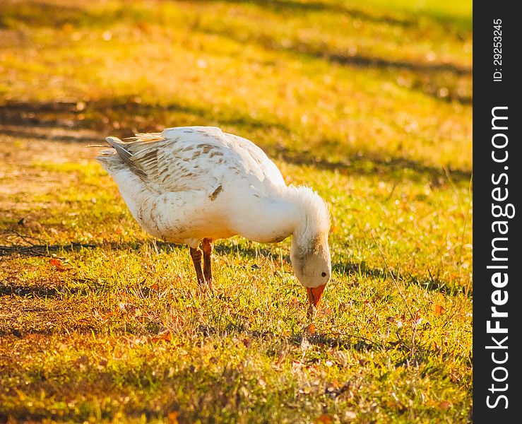 Goose on green grass in sunny day