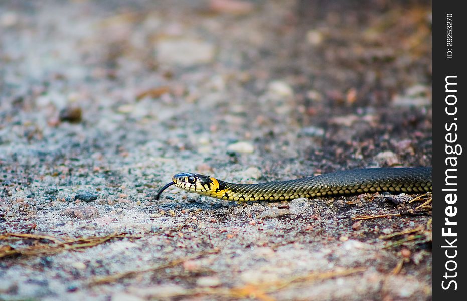 Macro of a grass snake in the nature. Macro of a grass snake in the nature