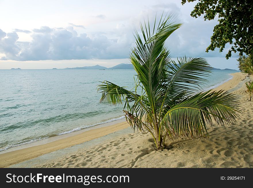 Tropical island sea and palm in the evening