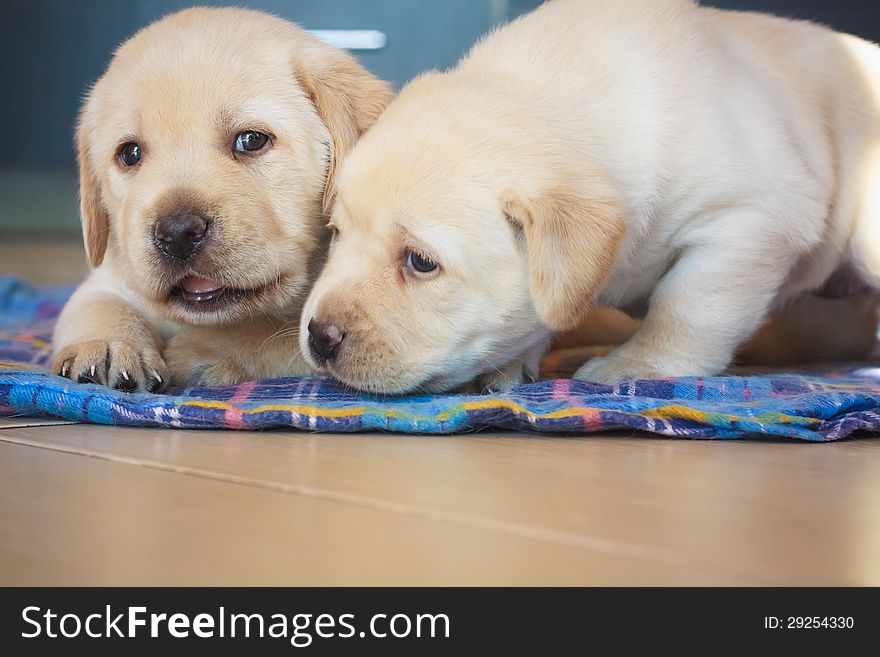 Two Labrador Retriever Puppiesplaying At Home