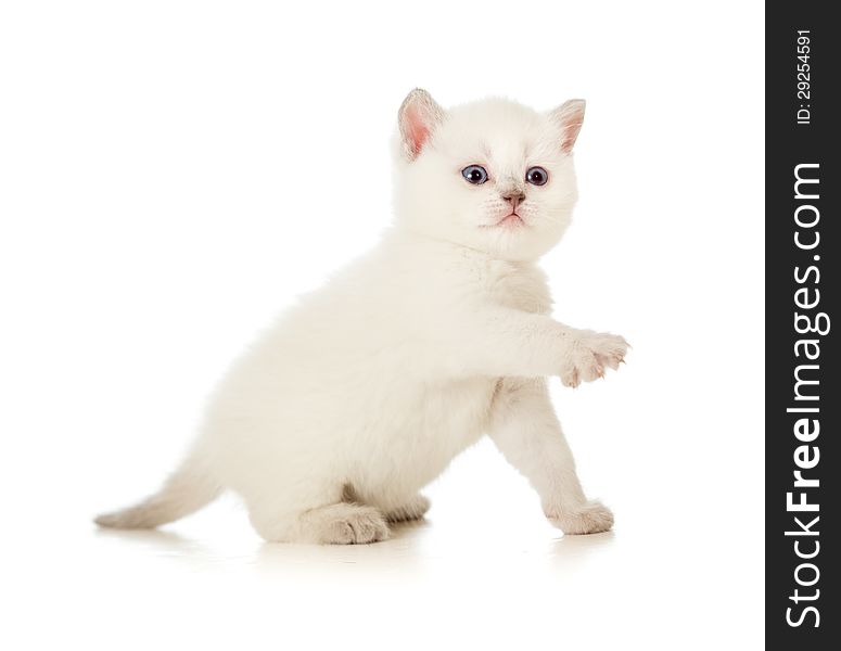 British baby cat with lifted paw. British baby cat with lifted paw