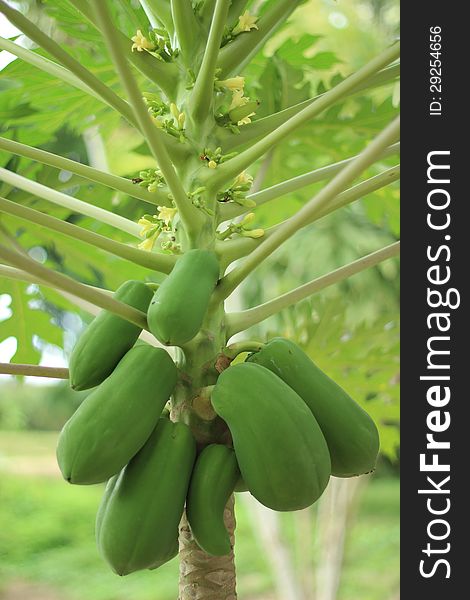 Green papaya tree on field