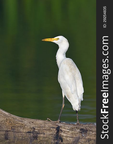 Great Egret on log at waterhole