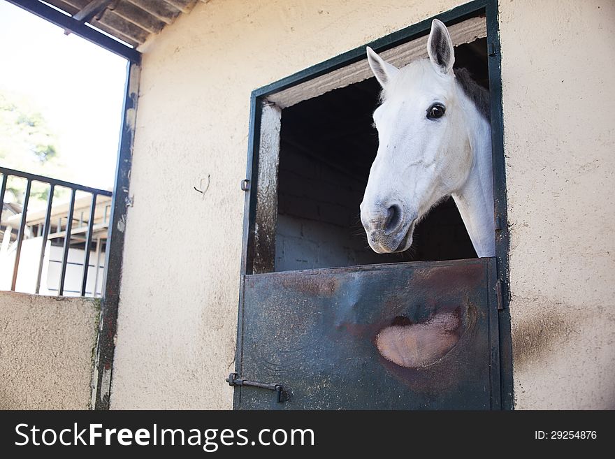 A white horse in the stable