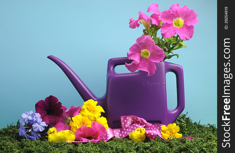 Spring setting with purple watering can and colorful fresh flowers and yellow chicks on grass against blue background. Spring setting with purple watering can and colorful fresh flowers and yellow chicks on grass against blue background.