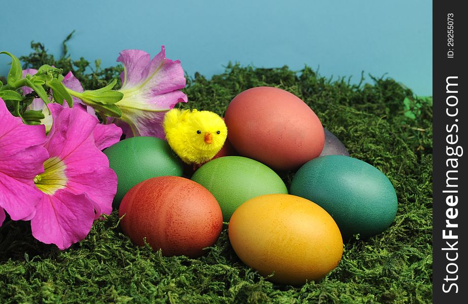 Colorful rainbow eggs with yellow chick and pretty flowers on green grass moss against a blue background. Colorful rainbow eggs with yellow chick and pretty flowers on green grass moss against a blue background.