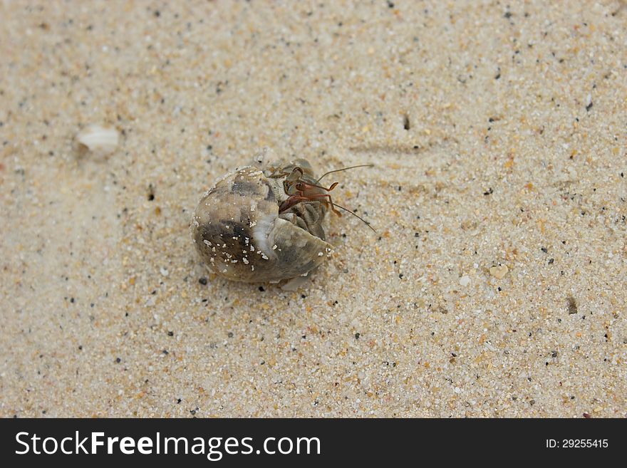 Hermit Crab on the beach