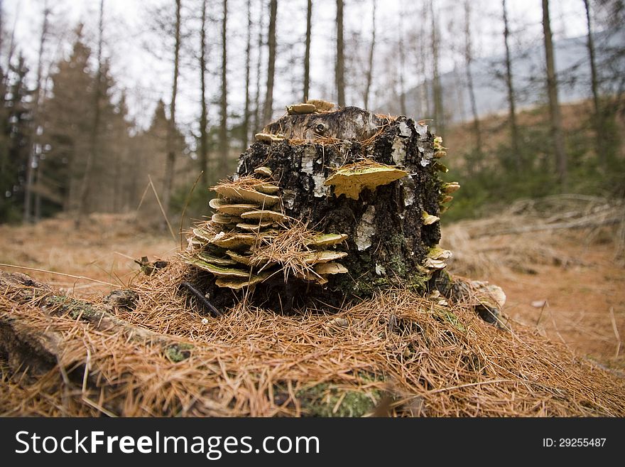 Stump with polypores