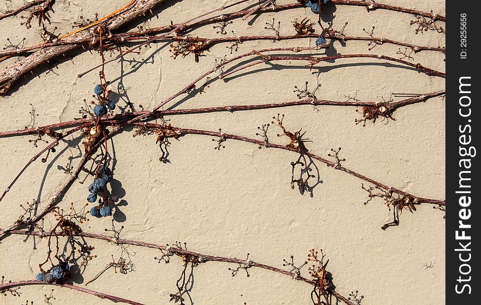 Light tan color cement wall with dried berries and trailing vines across face of it. Light tan color cement wall with dried berries and trailing vines across face of it.