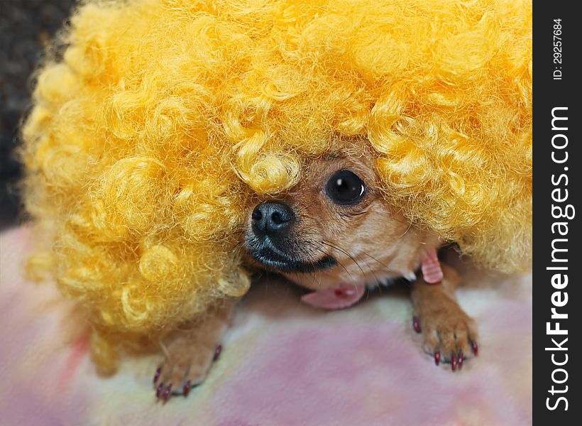 Red Chihuahua Dog In Yellow Wig.