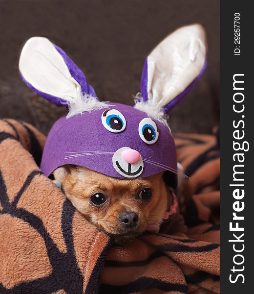 Red Chihuahua Dog Dressed As Rabbit.