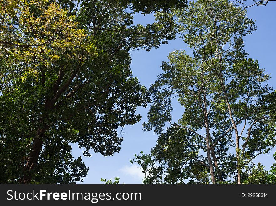 Sky opening between fresh green branches