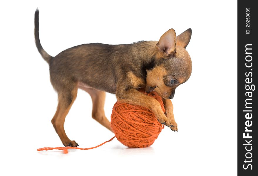 Toy terrier playing wool ball