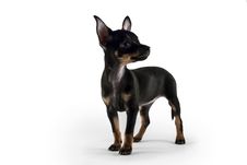 Dog Puppy Russian Toy Terrier Stock Photo