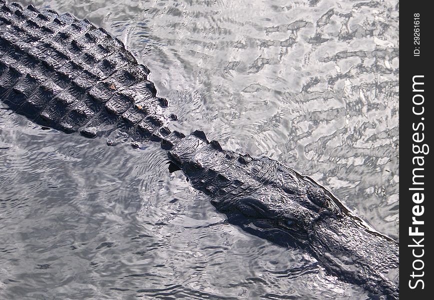 With the sun directly overhead, the water this alligator was swimming in was reflective. the scales of the alligator as well were reflective, making this photo look like a natural black and white. With the sun directly overhead, the water this alligator was swimming in was reflective. the scales of the alligator as well were reflective, making this photo look like a natural black and white.