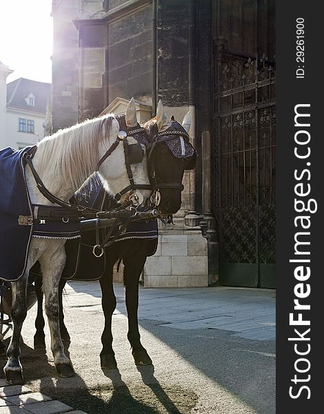 Fiakerhorses in Front of the World Famous Stephansdom Cathedral of Vienna. Fiakerhorses in Front of the World Famous Stephansdom Cathedral of Vienna.