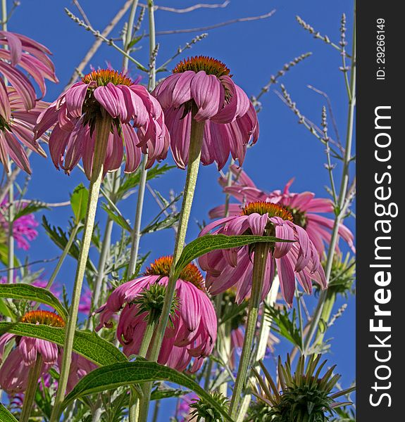 This image of the pink colored cone flowers was taken while lying on my back a shooting up. This image of the pink colored cone flowers was taken while lying on my back a shooting up.