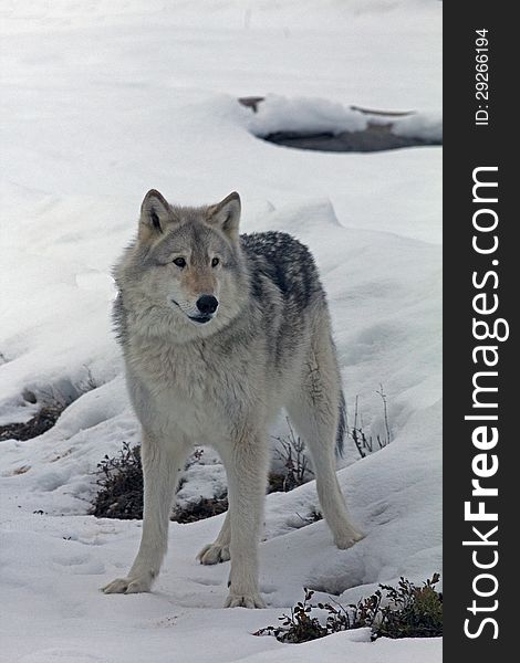 This image of the large, gray wolf was taken near Polebridge, Montana during a winter day. This image of the large, gray wolf was taken near Polebridge, Montana during a winter day.