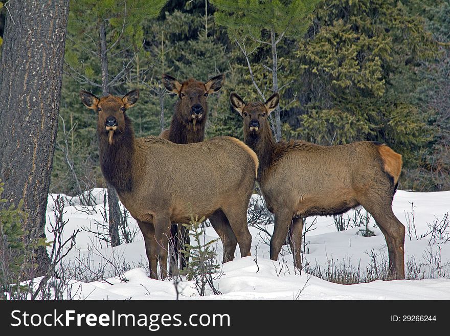 This image of the three elk looking my was was taken near Polebridge, Montana on a late winter day. This image of the three elk looking my was was taken near Polebridge, Montana on a late winter day.