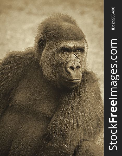 Lowland gorilla with intense expression in sepia tones. Lowland gorilla with intense expression in sepia tones