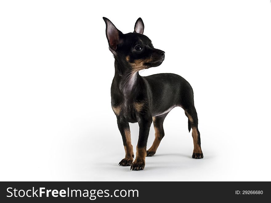 Dog puppy of breed Russian toy terrier. Dog puppy of breed Russian toy terrier