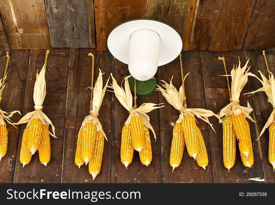 The harvest corns in the farm warehouse