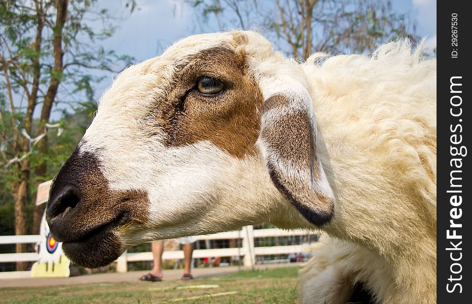 Close up the head of white sheep in the farm