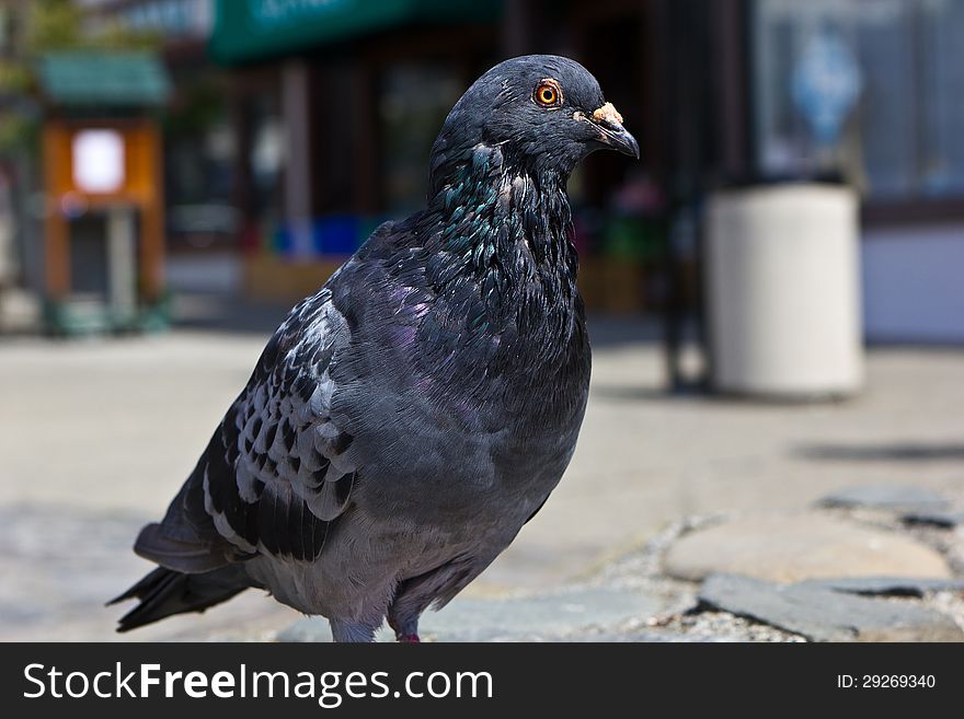 A pigeon (Columbidae), is out for a stroll in Japan Town in San Frascisco, California. A pigeon (Columbidae), is out for a stroll in Japan Town in San Frascisco, California.