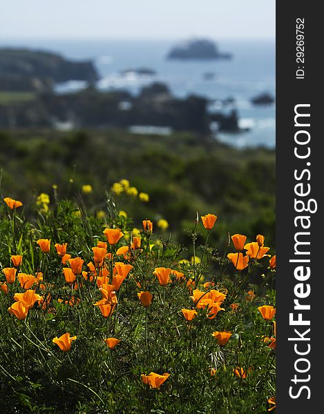 California Wild Poppies in Spring, near Big Sur, California. California Wild Poppies in Spring, near Big Sur, California