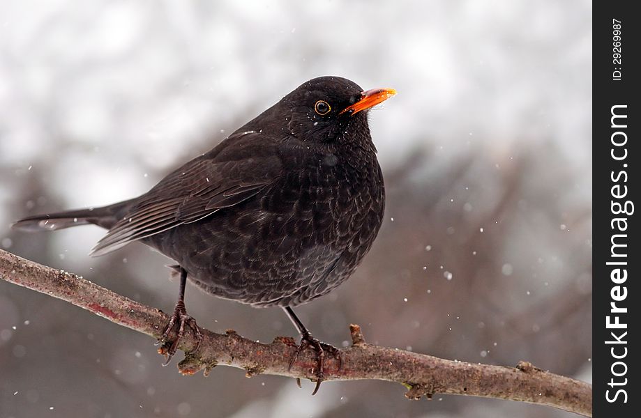 Beautiful blackbird sitting on the branch in Winter. Beautiful blackbird sitting on the branch in Winter