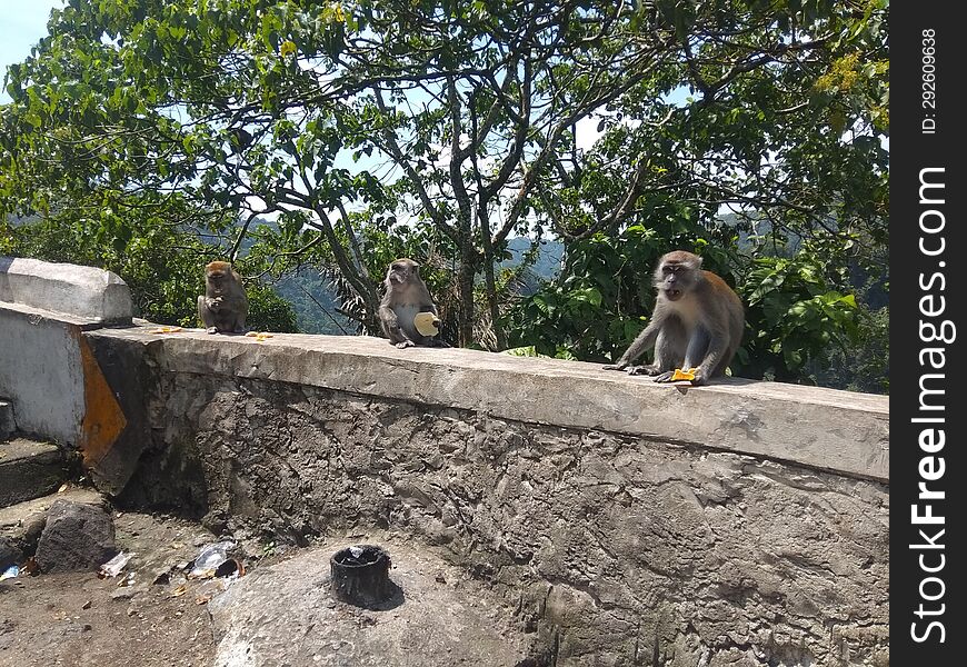 A group of monkeys on the edge of the Padang Panjang highway, West Sumatra, is an attraction for tourists who pass along the road