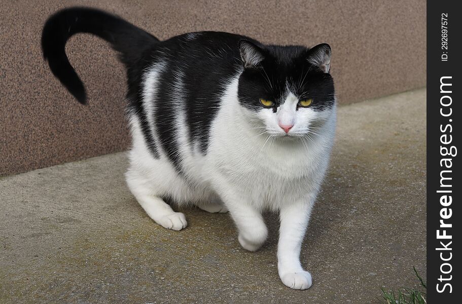 Domestic Cat In The Countryside By The Wall.