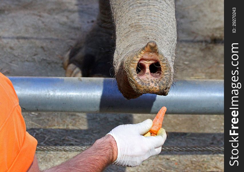 Close Up Detail Of Hand Feeding Carrot To Elephant. Close Up Detail Of Hand Feeding Carrot To Elephant