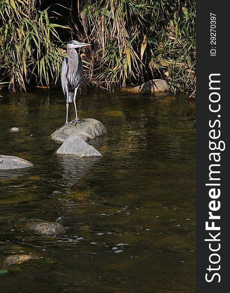 Great Blue Heron Standing On Rock In River