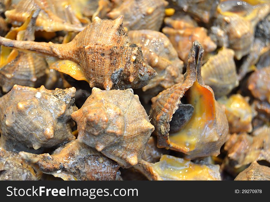 Sea Snails