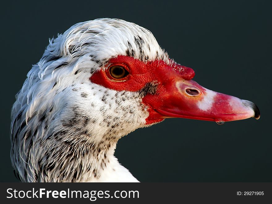 Goose with red beak